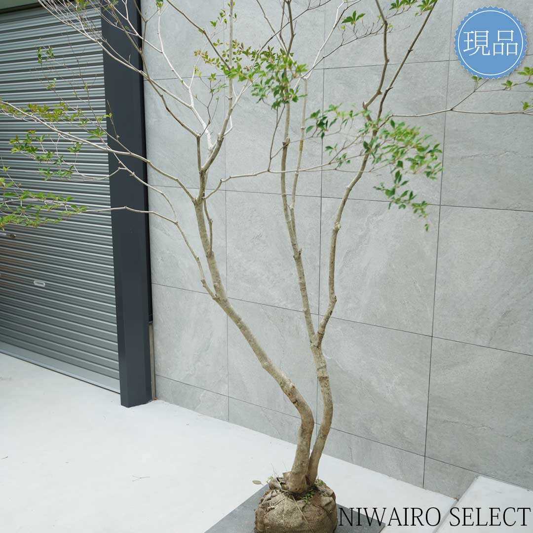 楽天市場】【現品】山採り【大型ドウダンツツジ】灯台躑躅 本株立ち