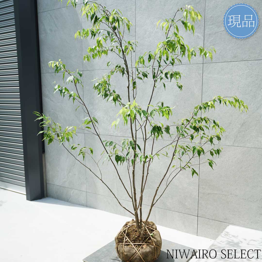 楽天市場】【現品】山採り【ハイノキ】株立ち 自然風樹形 樹高H≒155