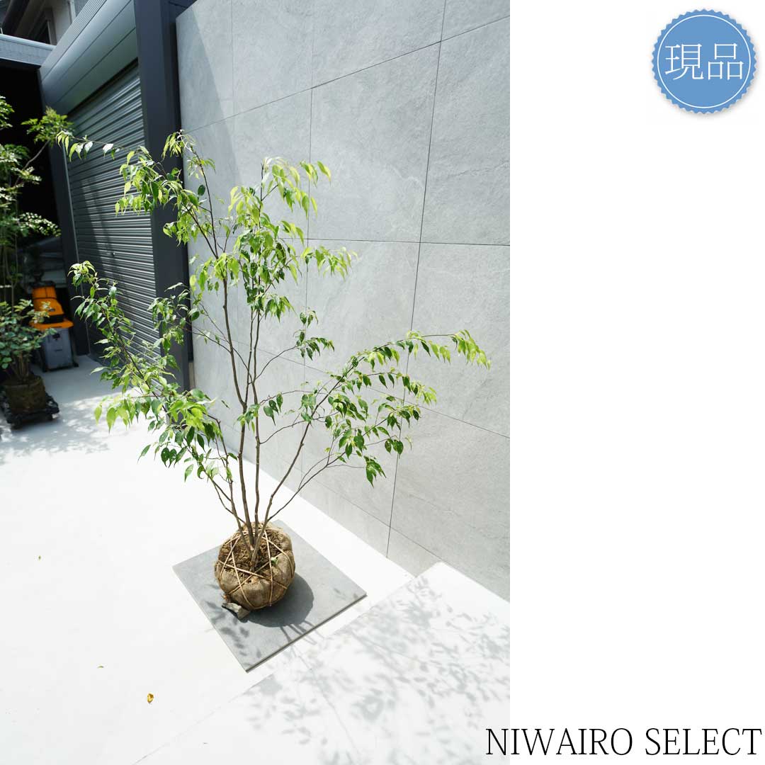 楽天市場】【現品】山採り【ハイノキ】株立ち 自然風樹形 樹高H≒155