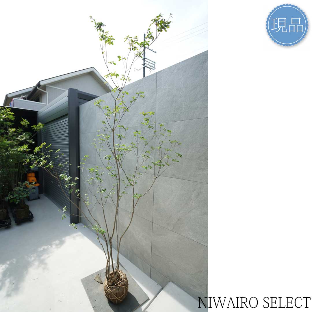 楽天市場】【現品】山採り【バイカツツジ】バイカドウダンツツジ 梅花