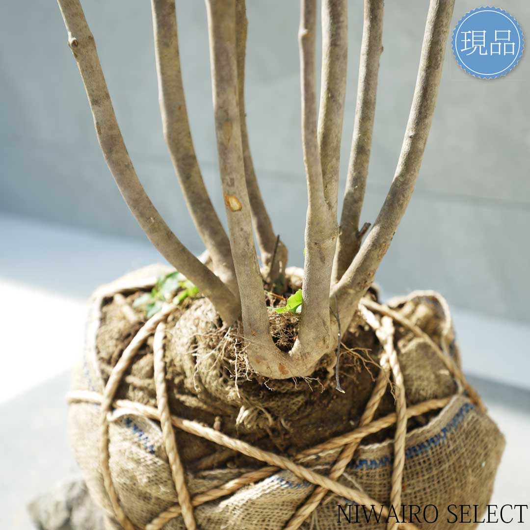 楽天市場】【現品】山採り【アブラツツジ】アブラドウダンツツジ 油