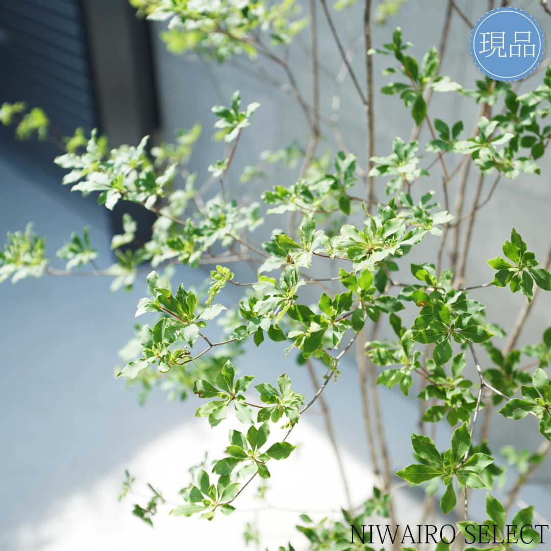 楽天市場】【現品】山採り【アブラツツジ】アブラドウダンツツジ 油