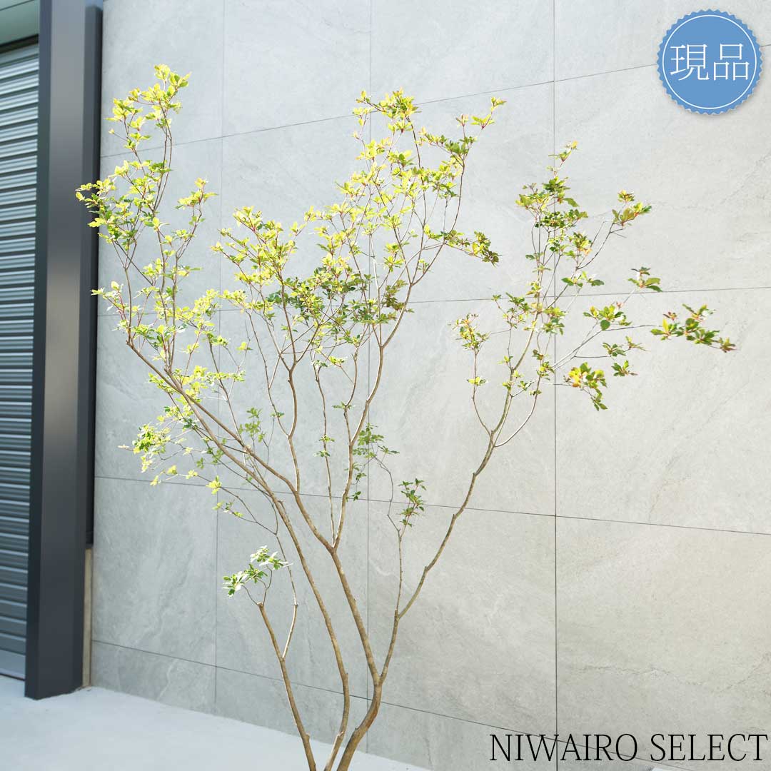 楽天市場】【現品】山採り【アブラツツジ】アブラドウダンツツジ 油