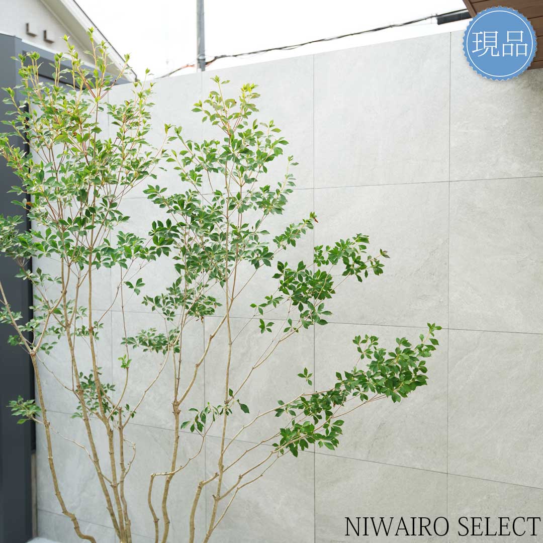 楽天市場】【現品】山採り【大型ドウダンツツジ】灯台躑躅 本株立ち