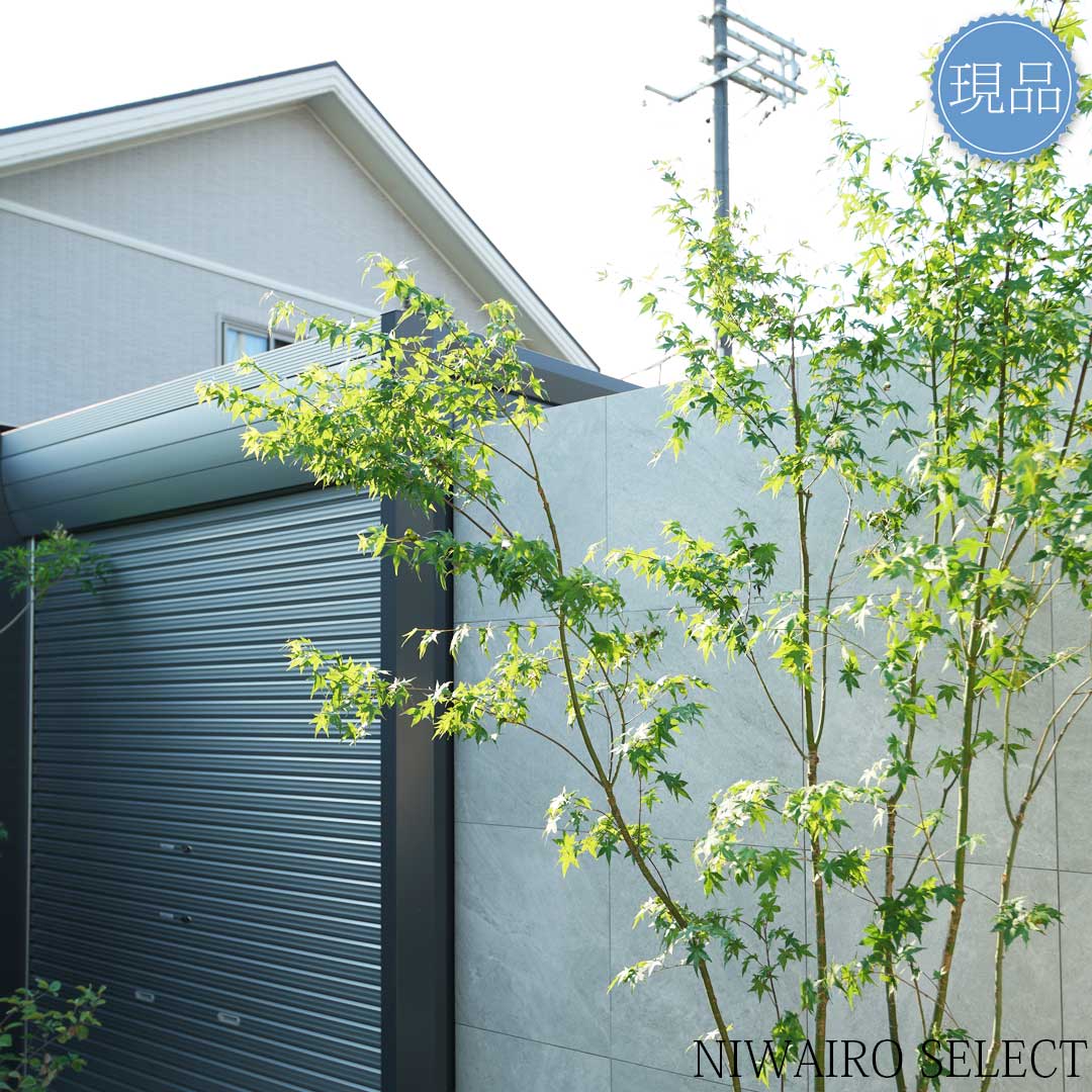 楽天市場】【現品】山採り【イロハモミジ】紅葉 株立ち 自然風樹形