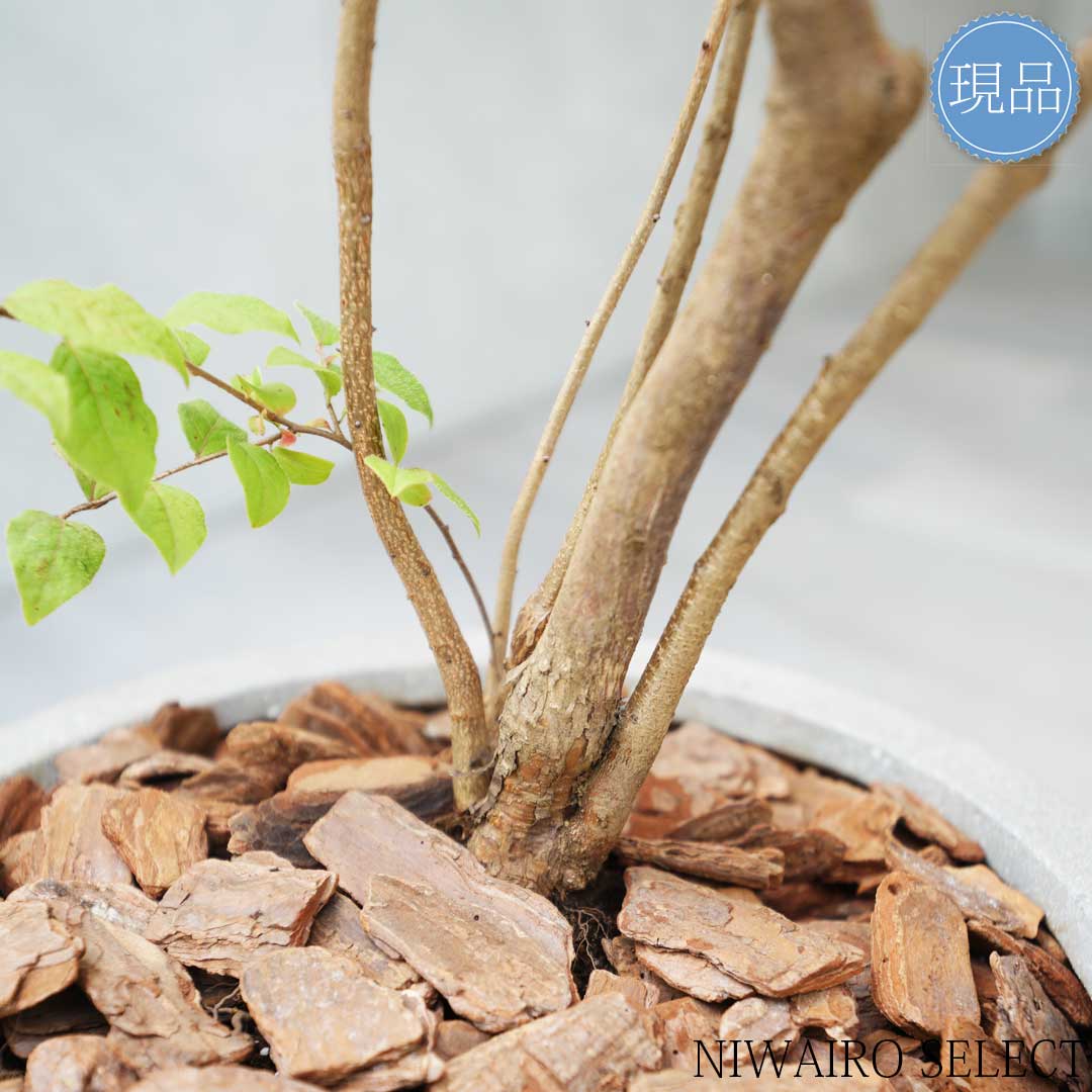 楽天市場】【現品】鉢植え【ナツハゼ】夏櫨 本株立ち 自然風樹形 全高H