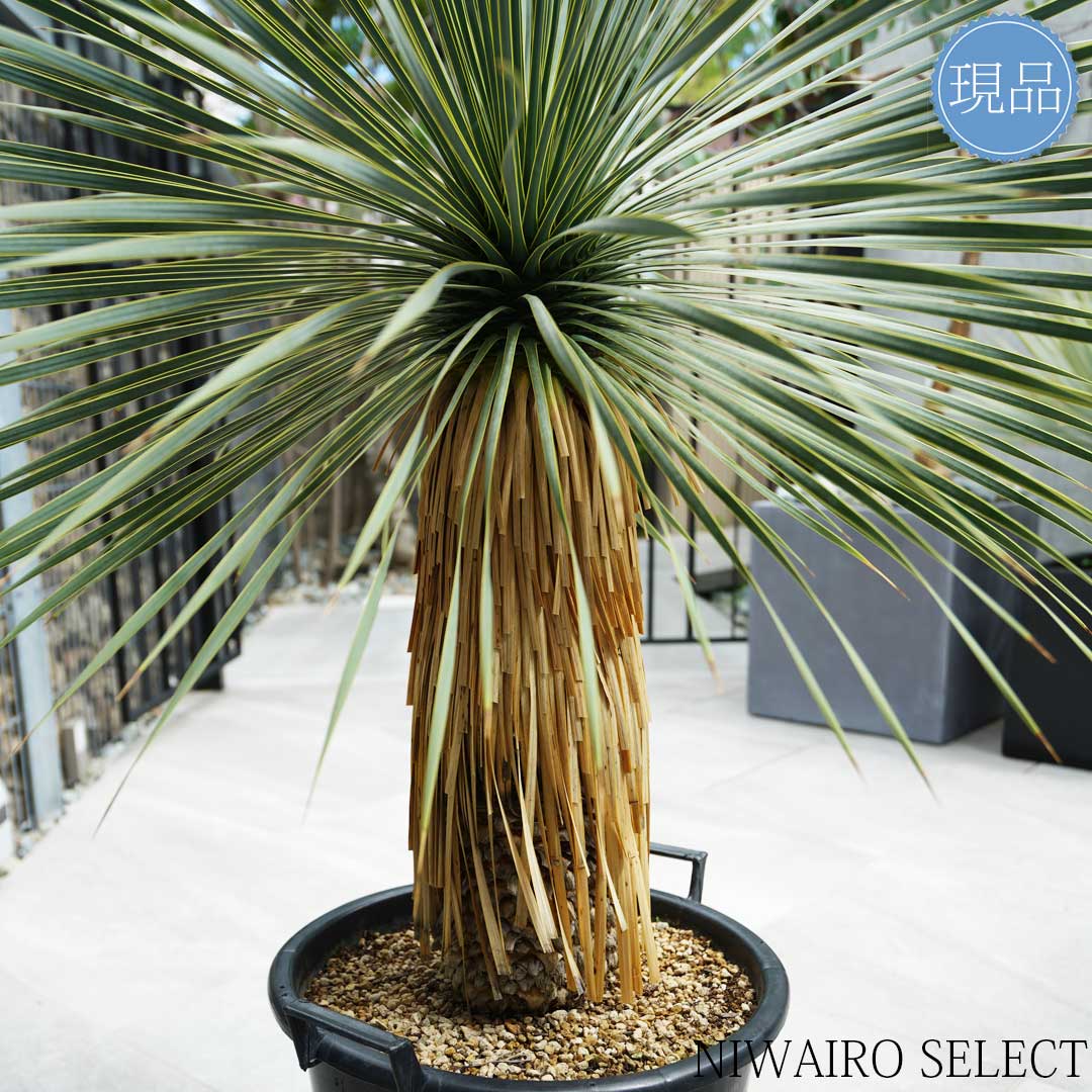 楽天市場】【現品】【 ロストラータ ブルーサンダー】ユッカ 自然風樹