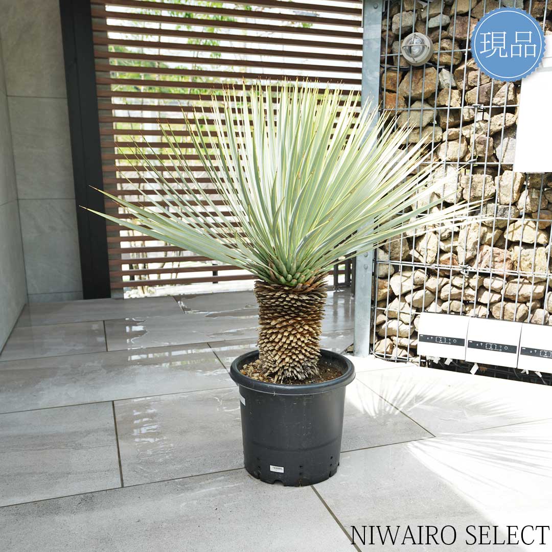 楽天市場】【現品】【マルデヌベス ロストラータver】ユッカ