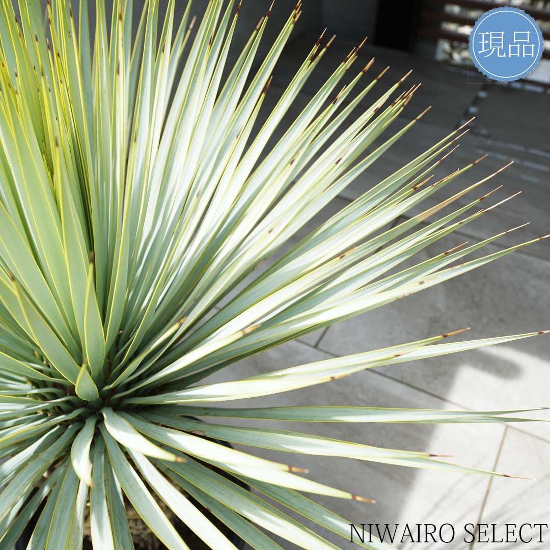 楽天市場】【現品】【マルデヌベス ロストラータver】ユッカ