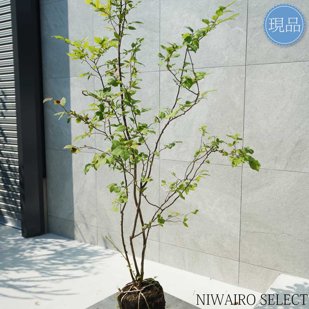 楽天市場】【現品】山採り【ナツハゼ】夏櫨 本株立ち 自然風樹形 樹高H