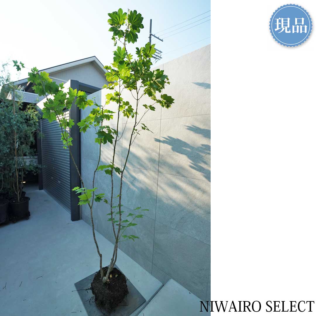 楽天市場】【現品】山採り【ハウチワカエデ】羽団扇楓 株立ち 自然風樹