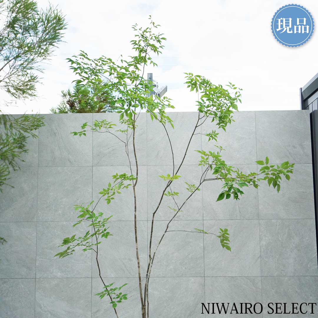 楽天市場】【現品】山採り【アオダモ】株立ち 自然風樹形