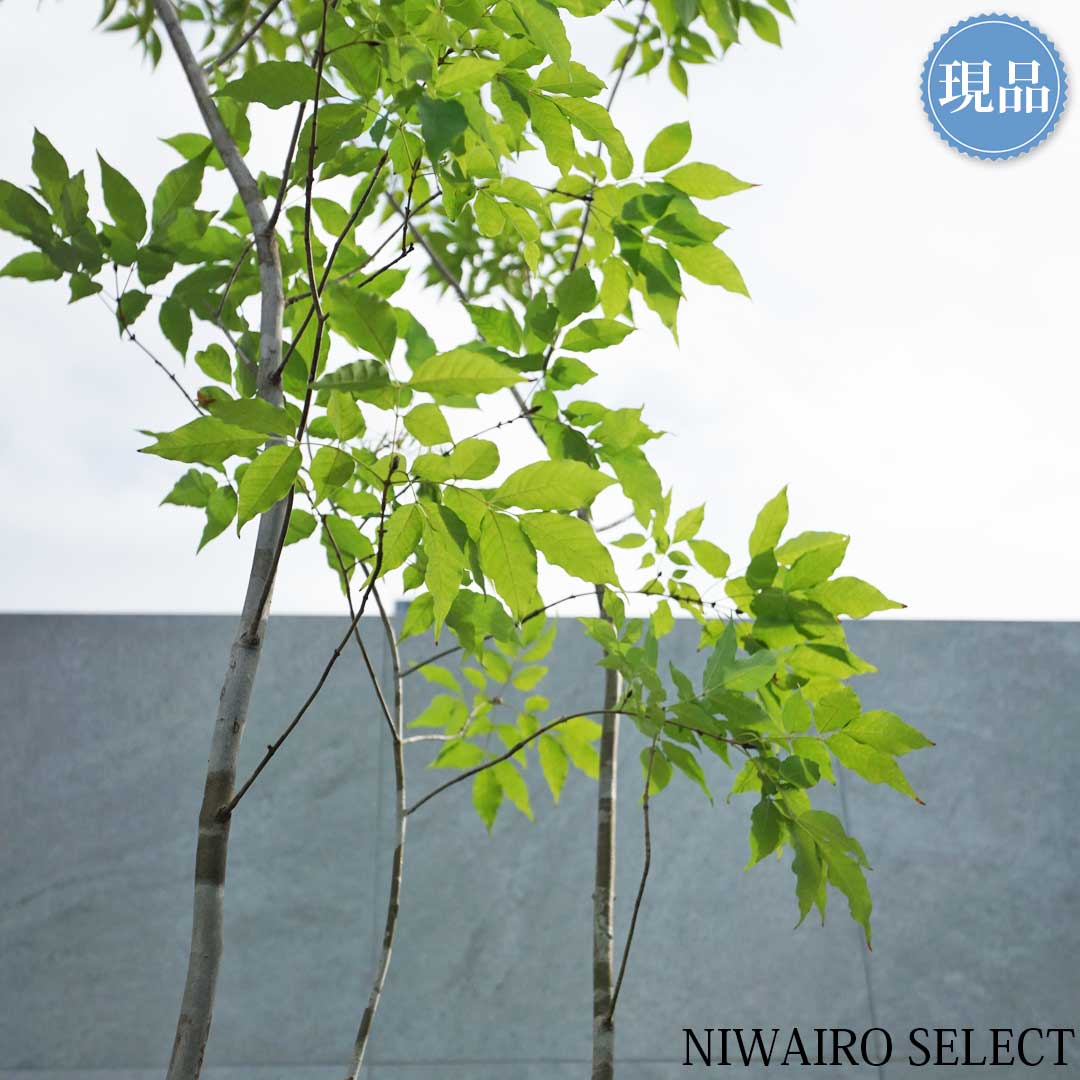 楽天市場】【現品】山採り【アオダモ】株立ち 自然風樹形