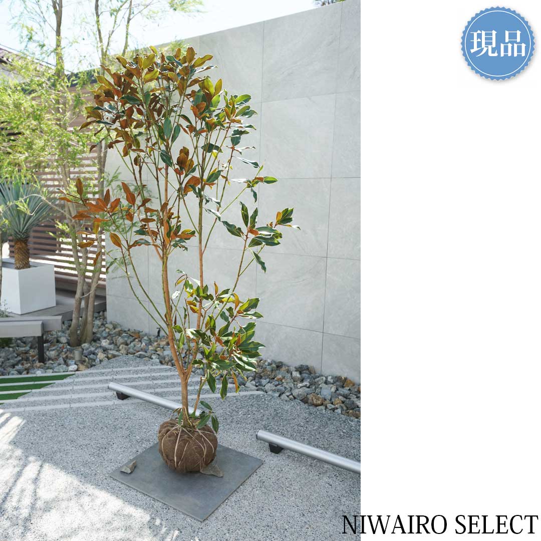 楽天市場】【現品】【ケイパレス】タイサンボク 矮性 自然風樹形 樹高H