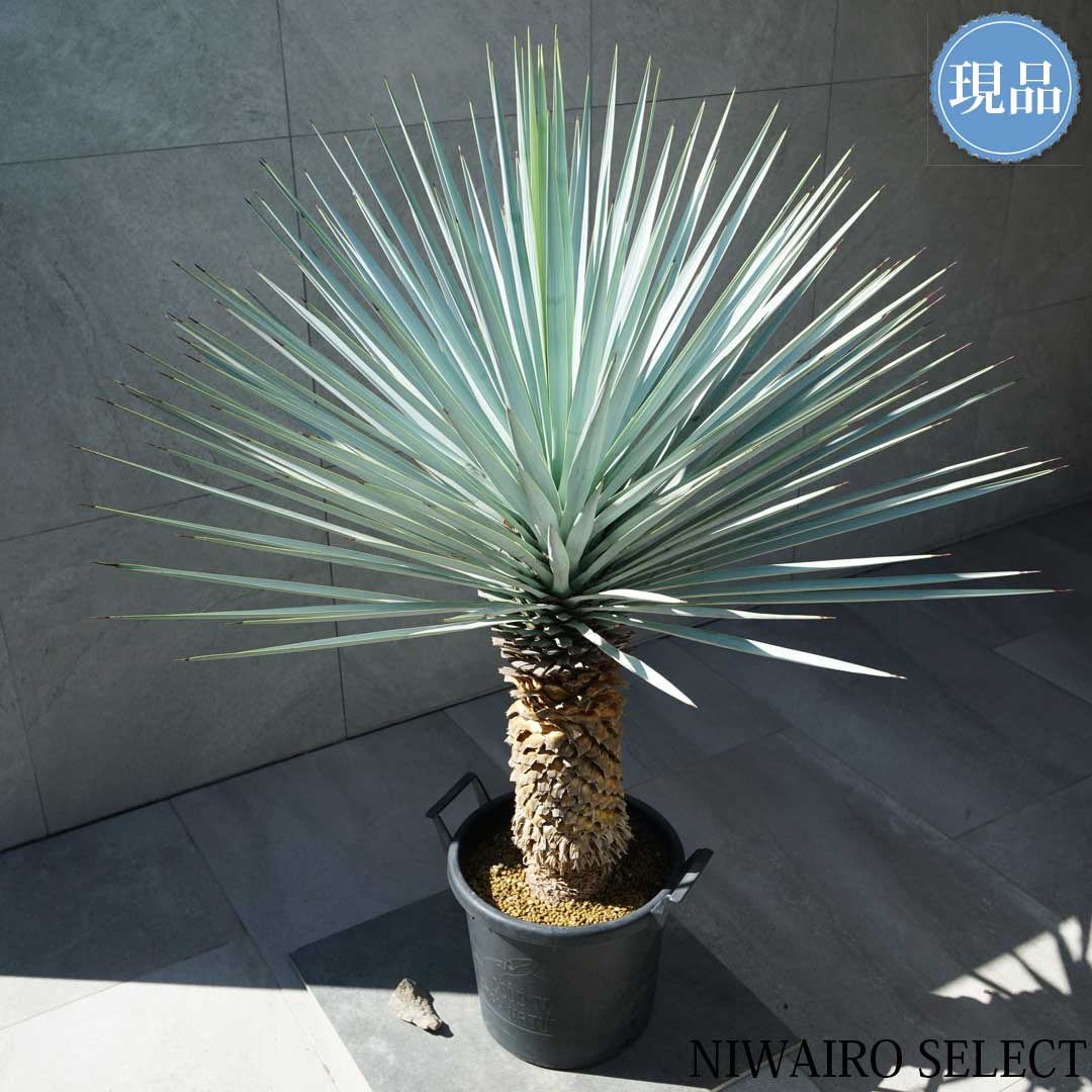 楽天市場】【現品】【マルデヌベス リギダver】ユッカ ハイブリッド