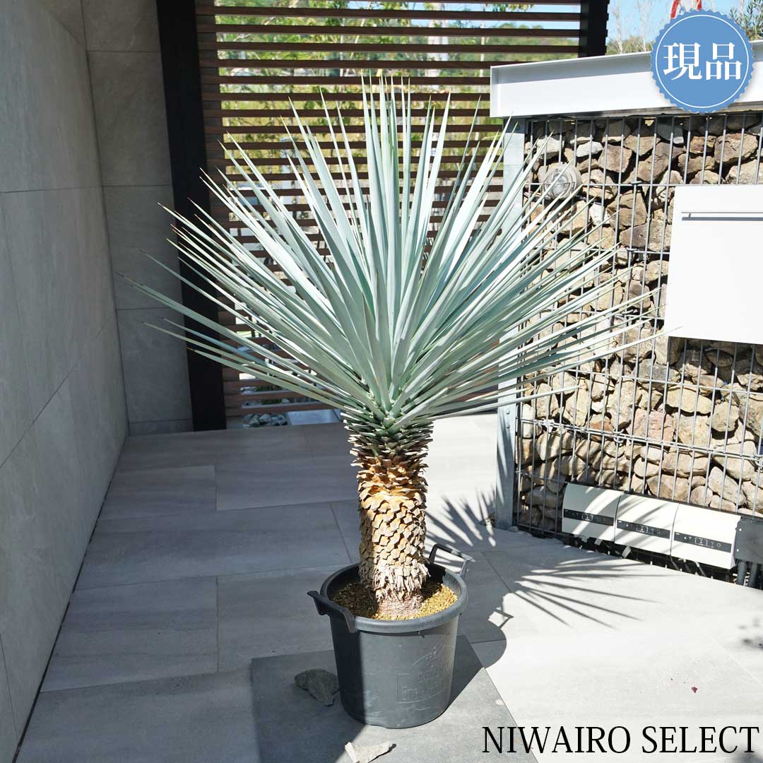 楽天市場】【現品】【マルデヌベス リギダver】ユッカ ハイブリッド