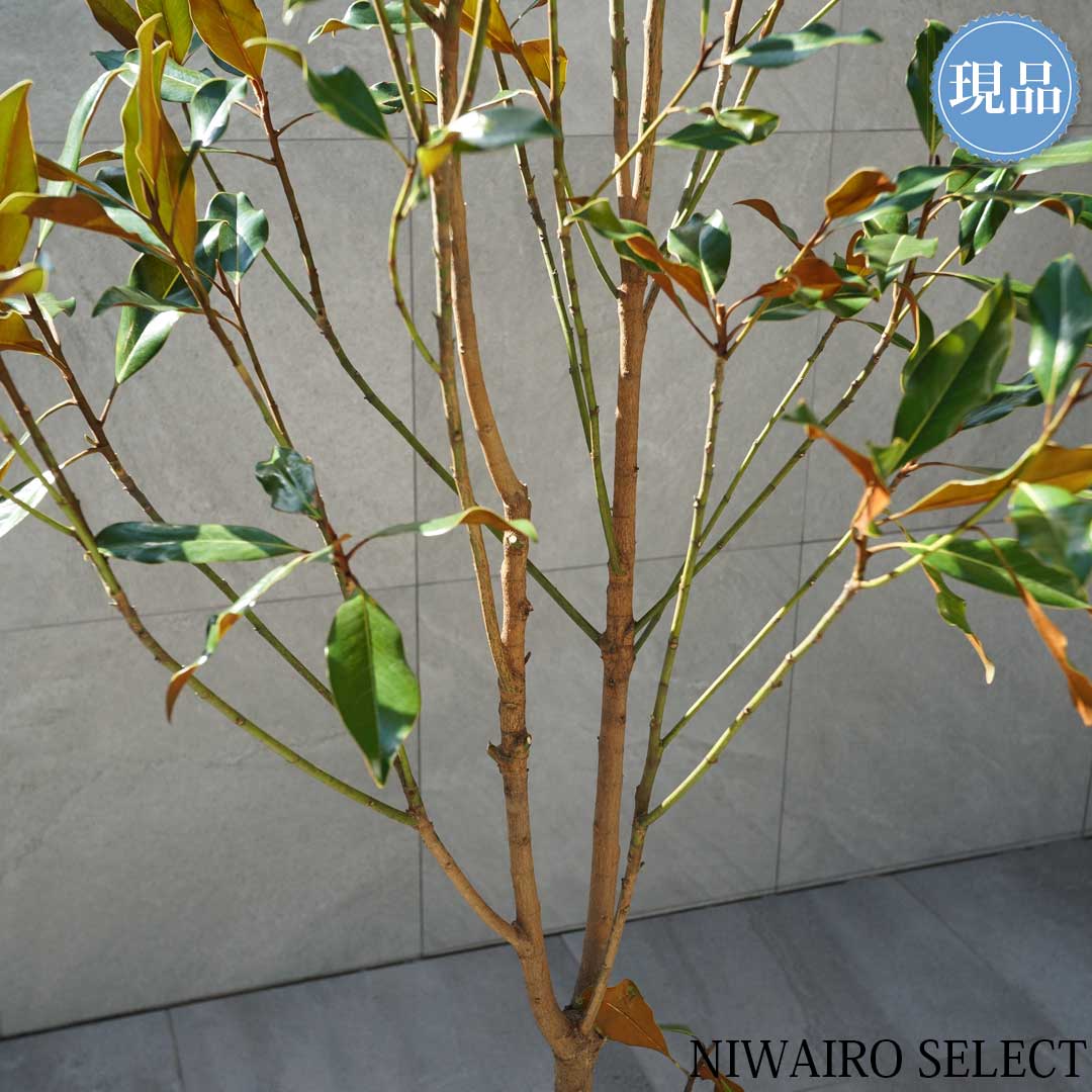 楽天市場】【現品】【ケイパレス】タイサンボク 矮性 自然風樹形 樹高H