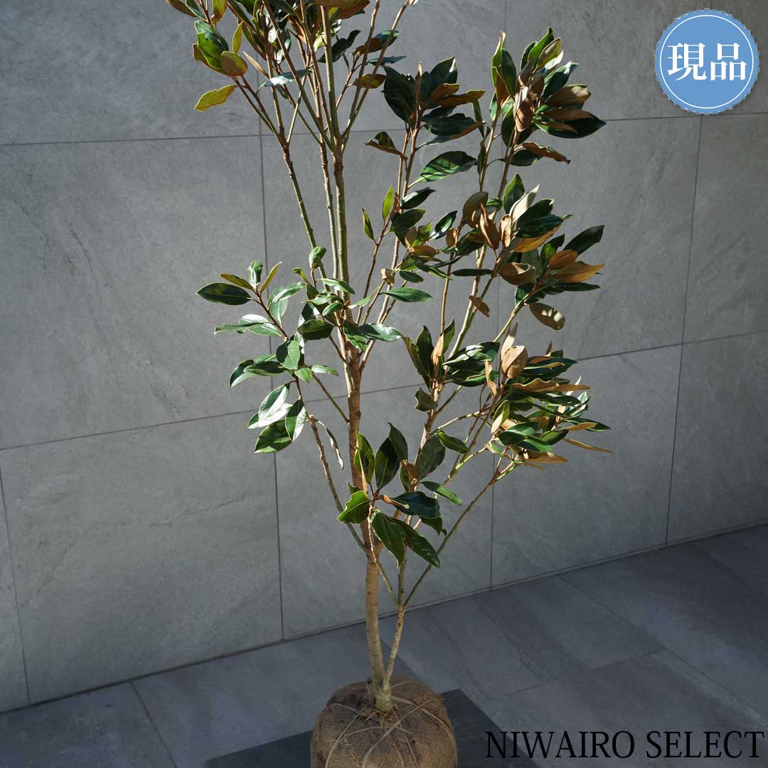 楽天市場】【現品】【リトルジェム】タイサンボク 泰山木 矮性 自然風