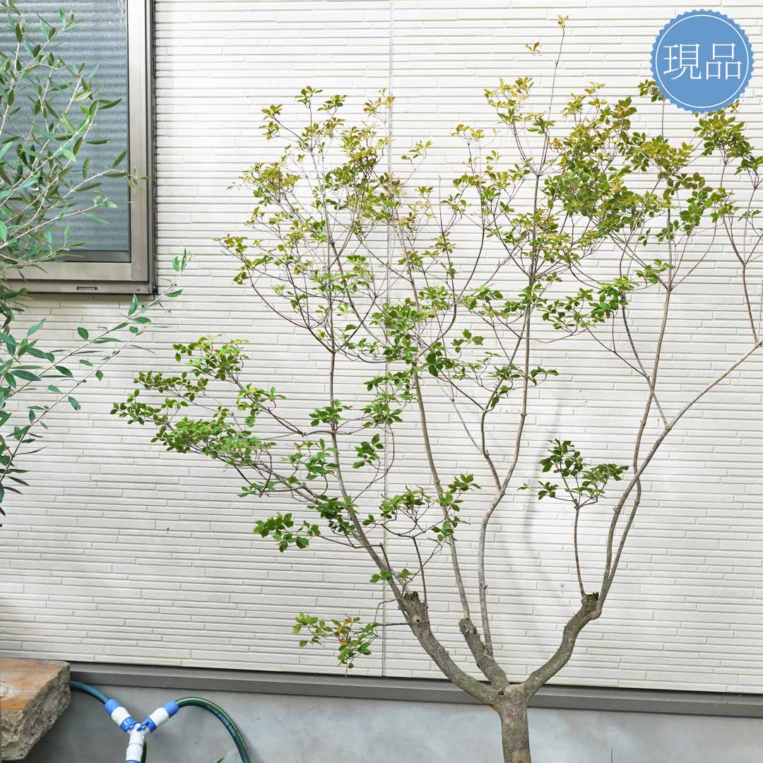 楽天市場】【現品】山採り【大型ドウダンツツジ】自然風樹形 樹高H