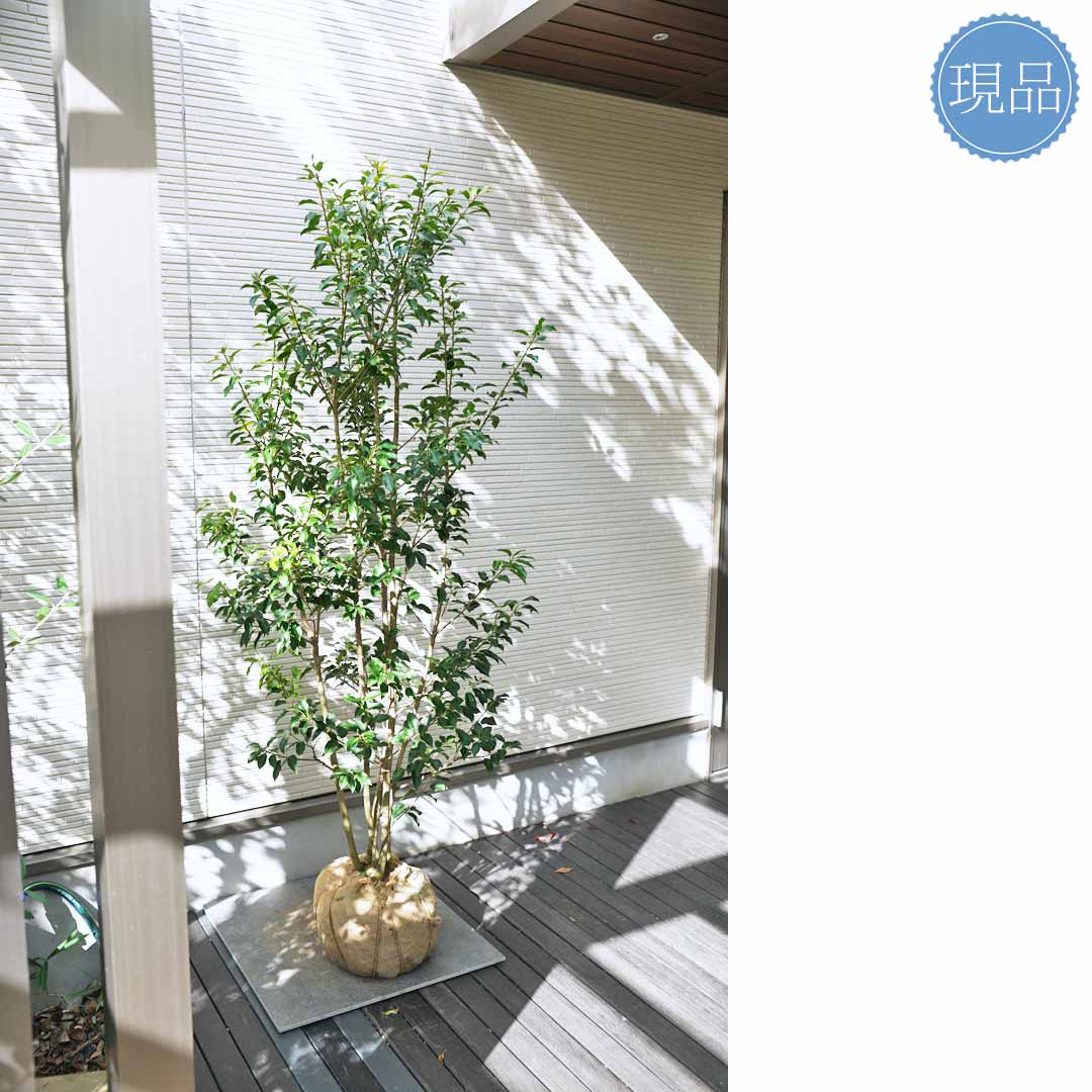 楽天市場】【ソヨゴ】株立ち 自然風樹形 雌株 樹高H≒170 × 枝張W