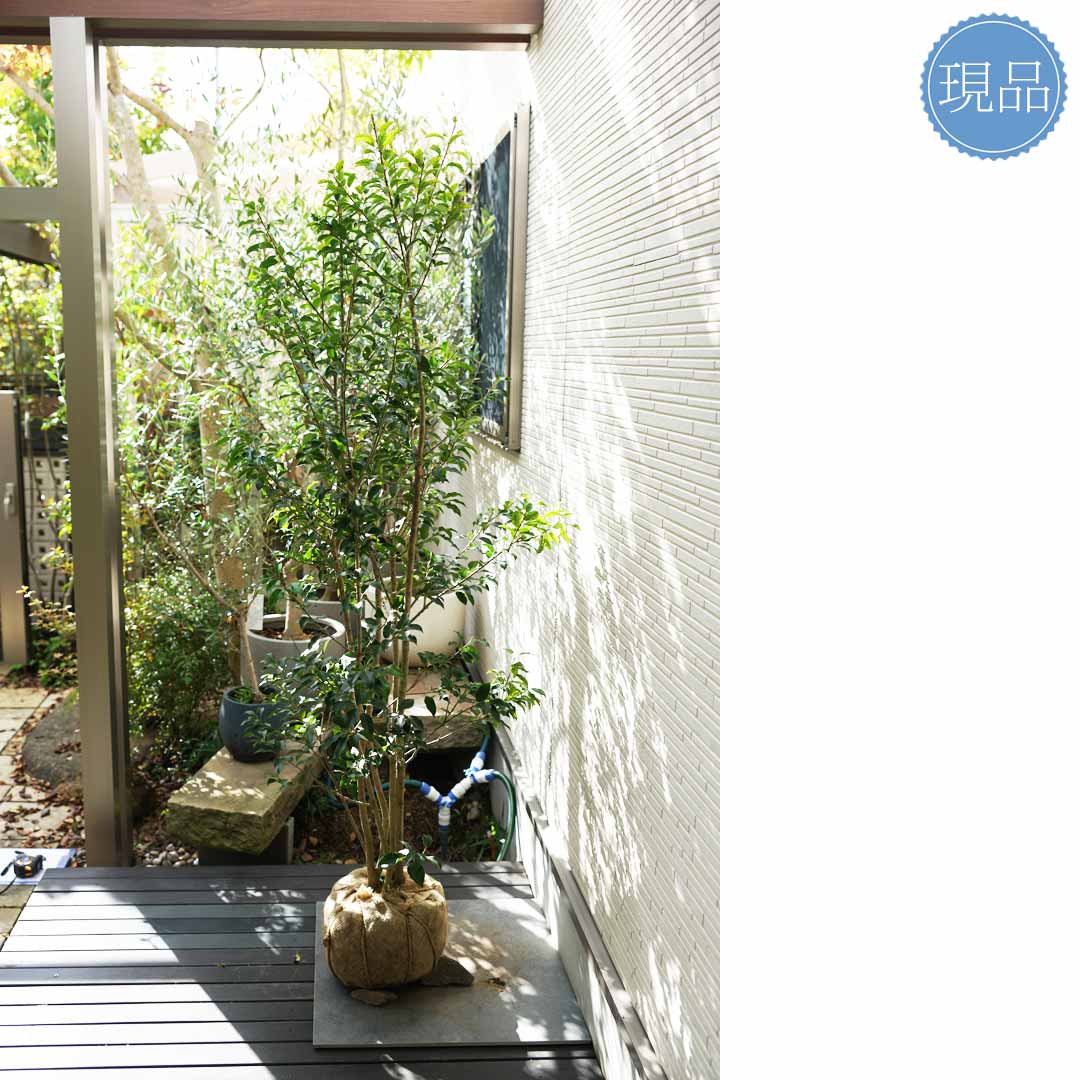 楽天市場】【ソヨゴ】株立ち 自然風樹形 雌株 樹高H≒170 × 枝張W