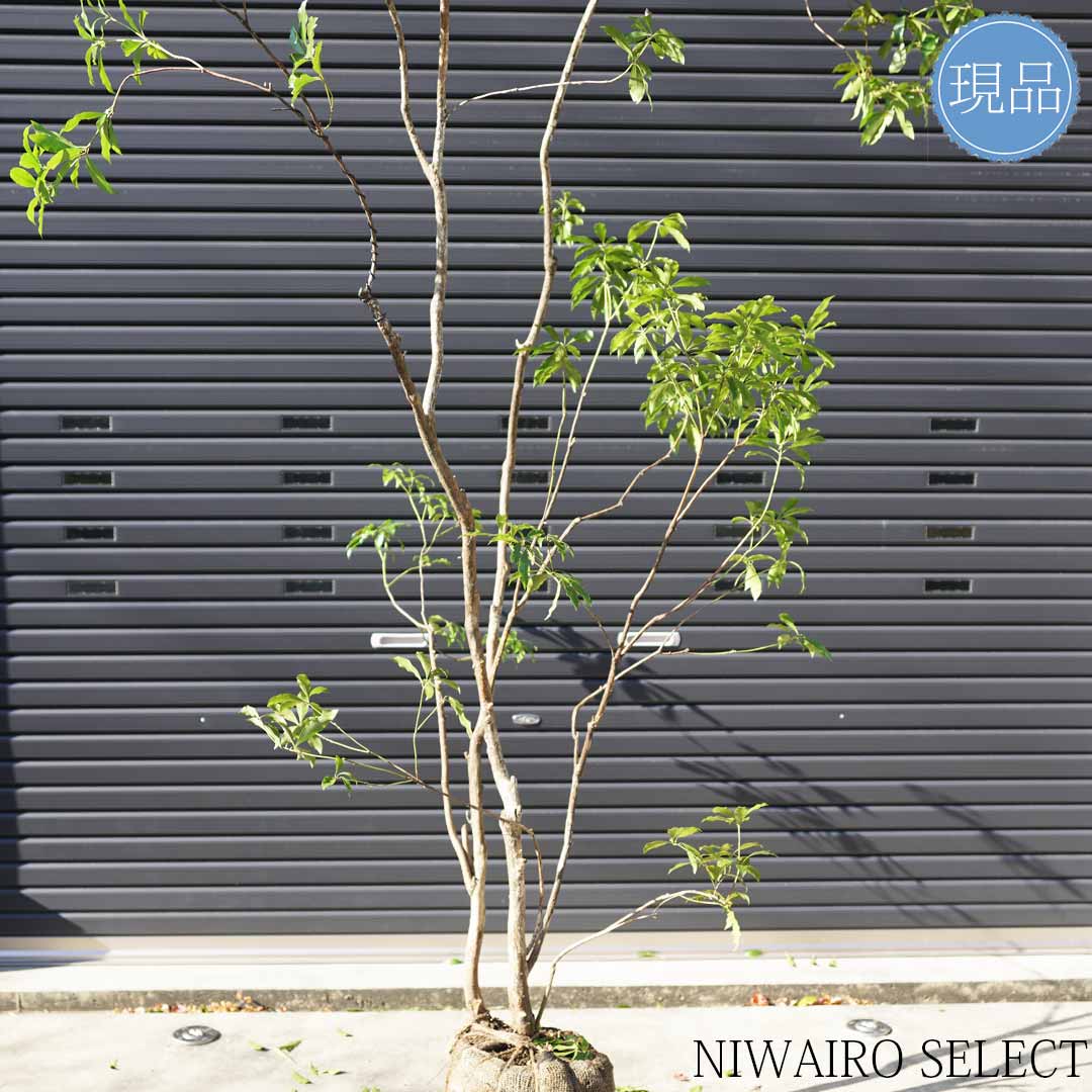 楽天市場】【現品】山採り【大型アセビ】白花 馬酔木 株立ち 自然風樹