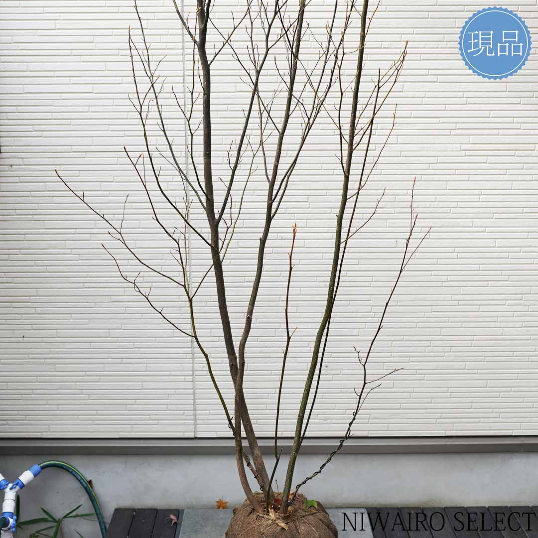 楽天市場】【現品】【クロモジ】黒文字 株立ち 自然風樹形 樹高H≒220