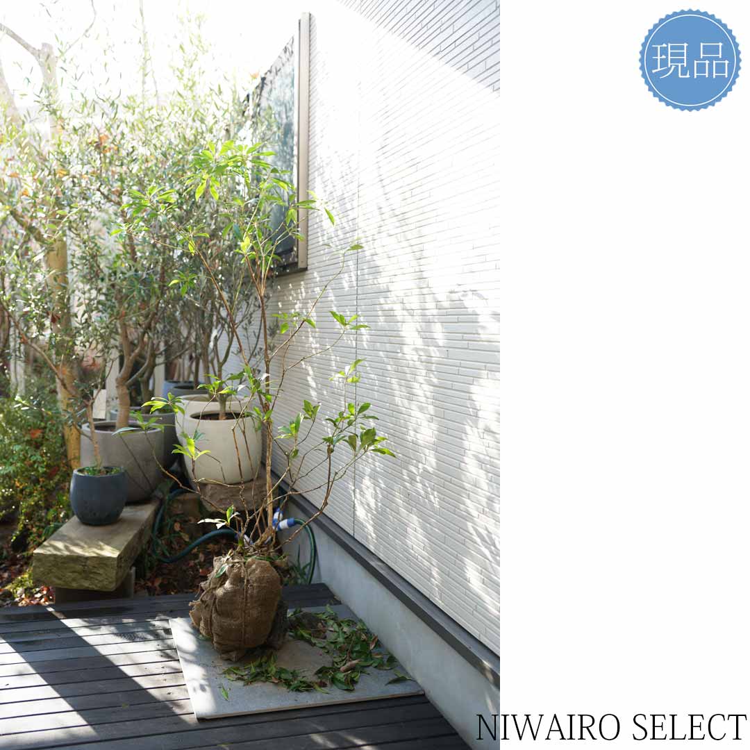 楽天市場】【現品】山採り【アセビ】白花 馬酔木 株立ち 自然風樹形