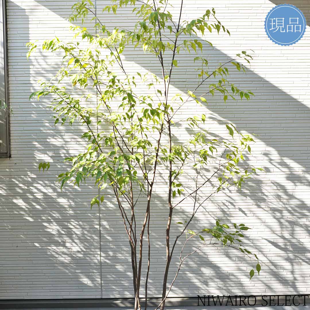 楽天市場】【ハイノキ】株立ち 自然風樹形 樹高H≒215 × 枝張W≒120cm