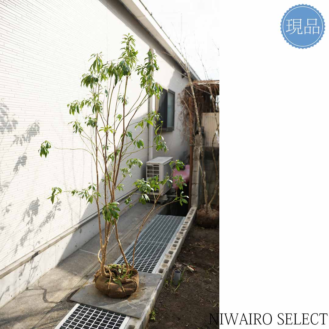 楽天市場】【現品】山採り【アセビ】白花 馬酔木 株立ち 自然風樹形