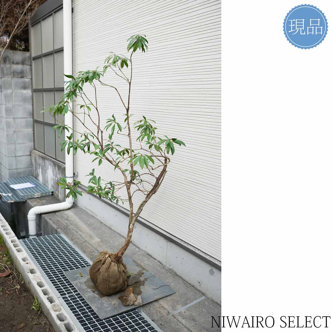 楽天市場】【現品】山採り【アセビ】白花 馬酔木 自然風樹形 樹高H