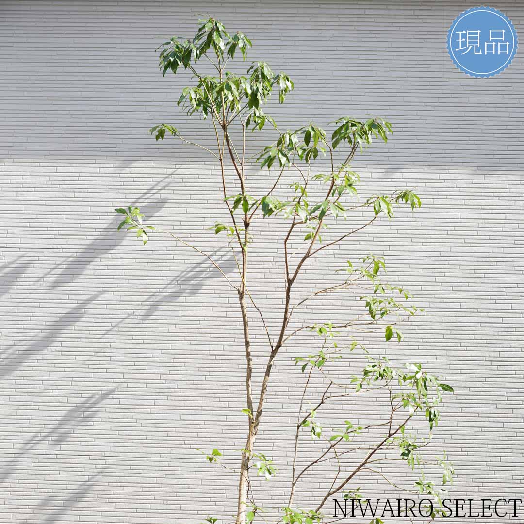 楽天市場】【現品】山採り【大型アセビ】白花 馬酔木 自然風樹形 樹高H