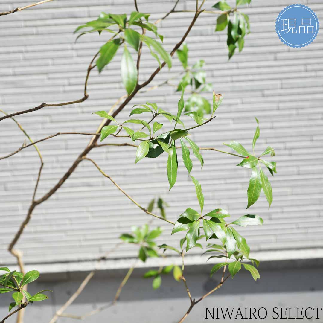 楽天市場】【現品】山採り【大型アセビ】白花 馬酔木 自然風樹形 樹高H