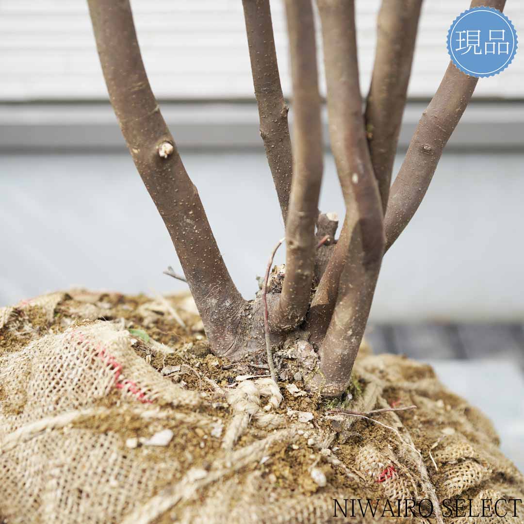 楽天市場】【ハイノキ】本株立ち 自然風樹形 樹高H≒180 × 枝張W