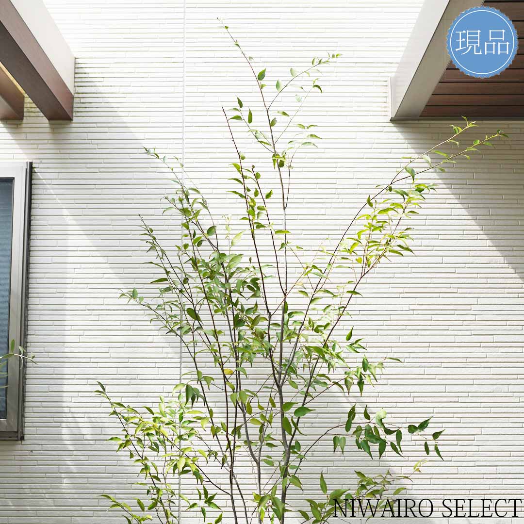 楽天市場】【現品】山採り【ハイノキ】株立ち 自然風樹形 樹高H≒225