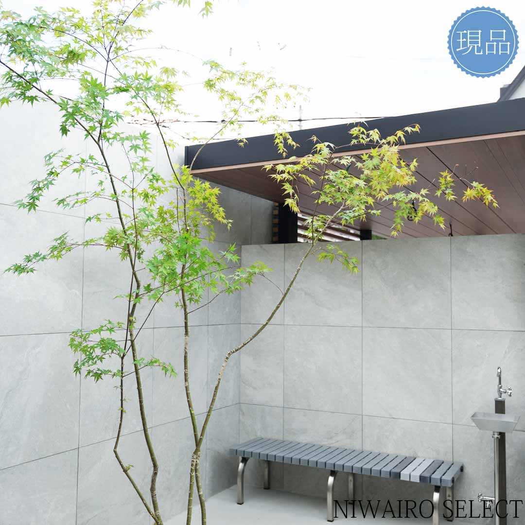 楽天市場】【現品】山採り【イロハモミジ】紅葉 株立ち 自然風樹形