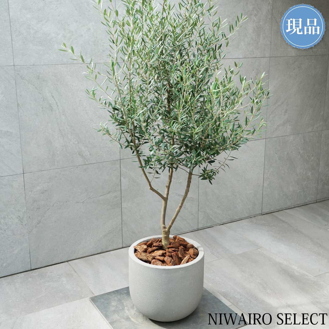 楽天市場】【現品】鉢植え【オリーブの木】ネバディロブランコ 自然風