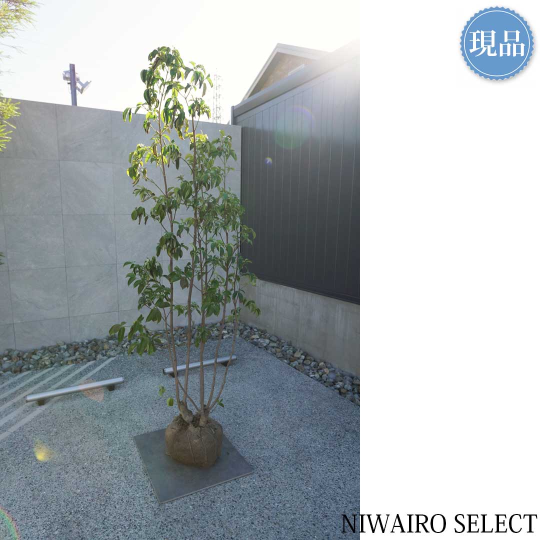 楽天市場】【現品】【常緑ヤマボウシ】山法師 月光 株立ち 自然風樹形