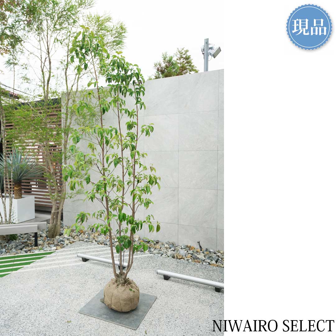 楽天市場】【現品】【常緑ヤマボウシ】山法師 月光 本株立ち 自然風樹