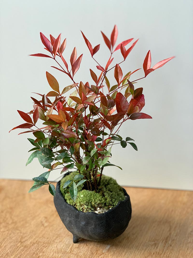 楽天市場】盆栽 ナンテン 南天盆栽 炭化焼締鉢 作家 真山茜 益子 炭化
