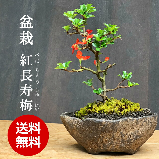 楽天市場】盆栽 長寿梅 紅花 紅長寿梅（べにちょうじゅばい） 紅長寿梅