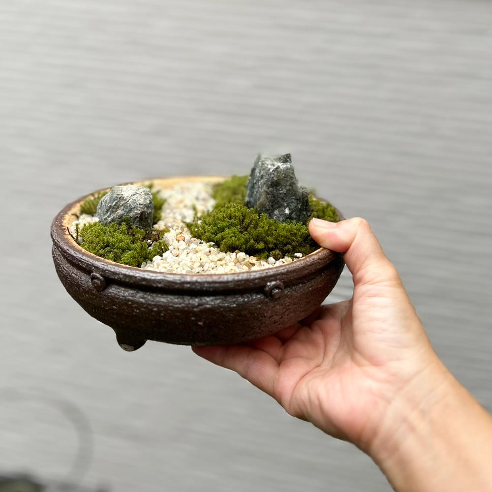 楽天市場】苔が主役の苔盆栽 信楽焼平鉢 三波石を添えた小さな庭園
