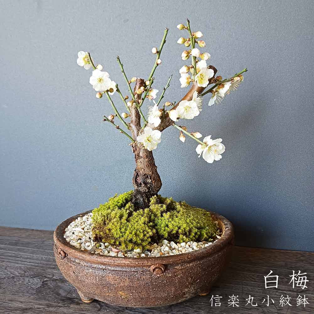 楽天市場】白梅 ( はくばい ) 盆栽 信楽焼茶鉢 ミニ盆栽 BONSAI