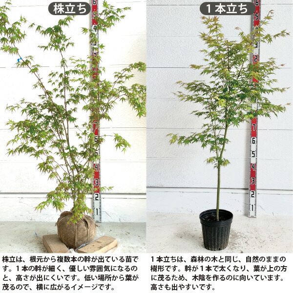 楽天市場】［生産者直送］イロハモミジ 株立ち 樹高約1.3m 送料無料