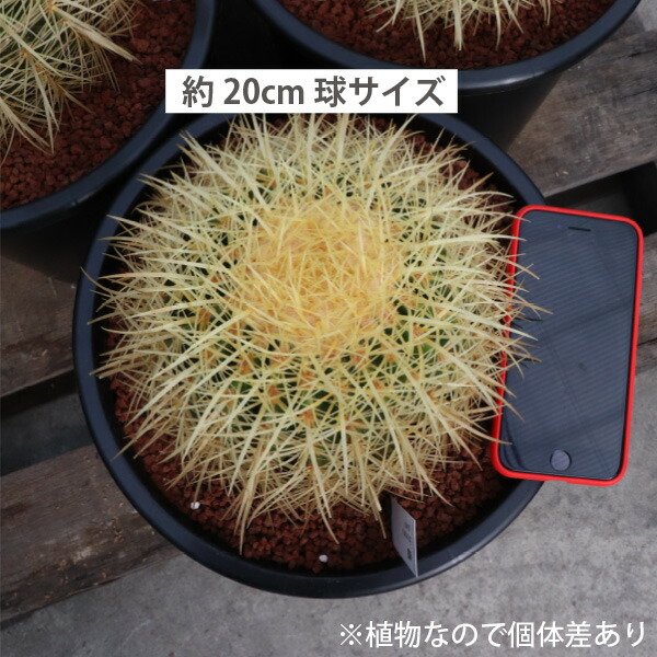 楽天市場】キンシャチ 金シャチ 金鯱 サボテン 8号 大苗 新築祝い 大型