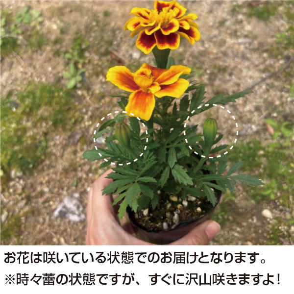 楽天市場】マリーゴールド カラーミックス 40個 セット (3号 9cmポット