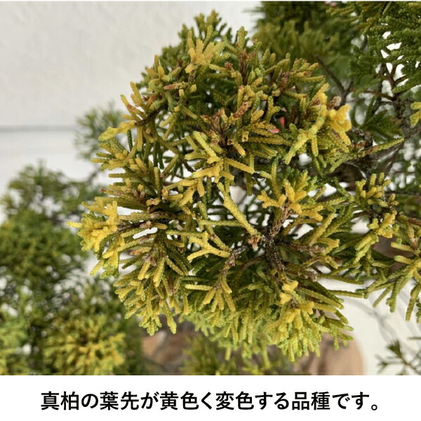 楽天市場】［生産者直送］黄金真柏 樹高約70cm 送料無料 庭木 苗木