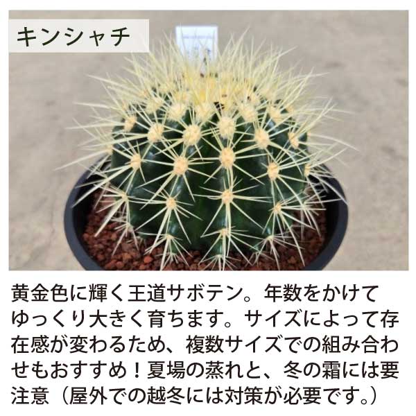 楽天市場】**3月中旬以降発送** サボテンで造るロックガーデンセット 3