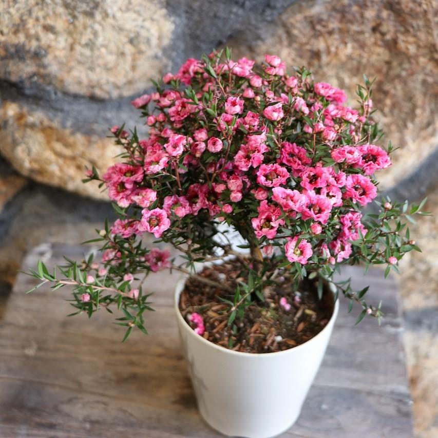 楽天市場】八重咲き ギョリュウバイ ピンク 3.5号鉢 御柳梅 寄せ植え