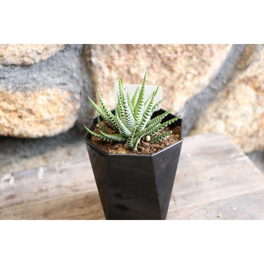 楽天市場】【現品48】 多肉植物 ハオルチア (ハオルシア) 十二の巻